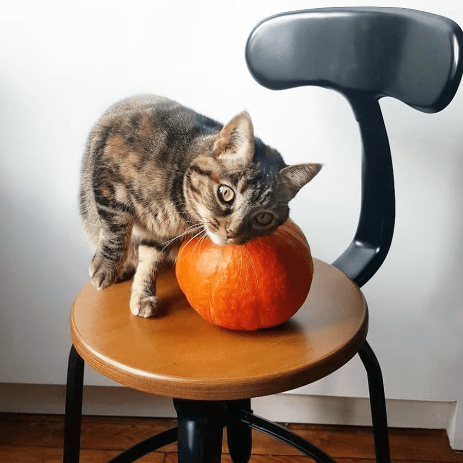 CHAISES NICOLLE DACTYLO ADJUSTABLE SWIVEL CHAIR WOOD - DYKE & DEAN