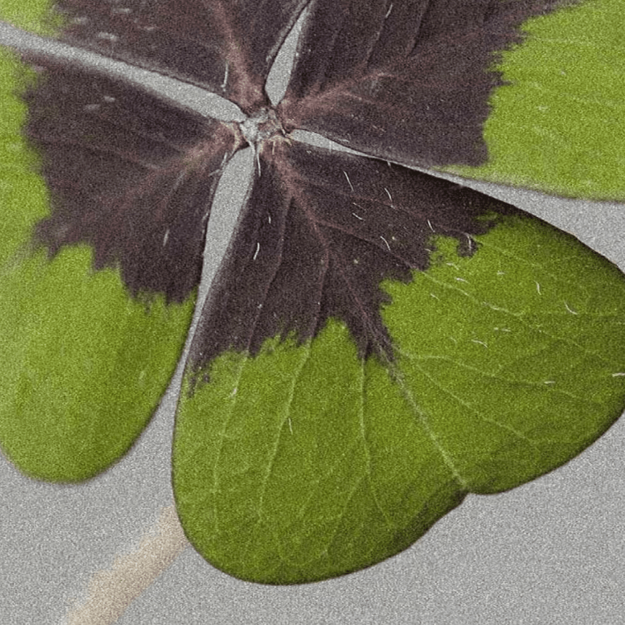 DS&DURGA TOMB OF THE EAGLES CANDLE - DYKE & DEAN